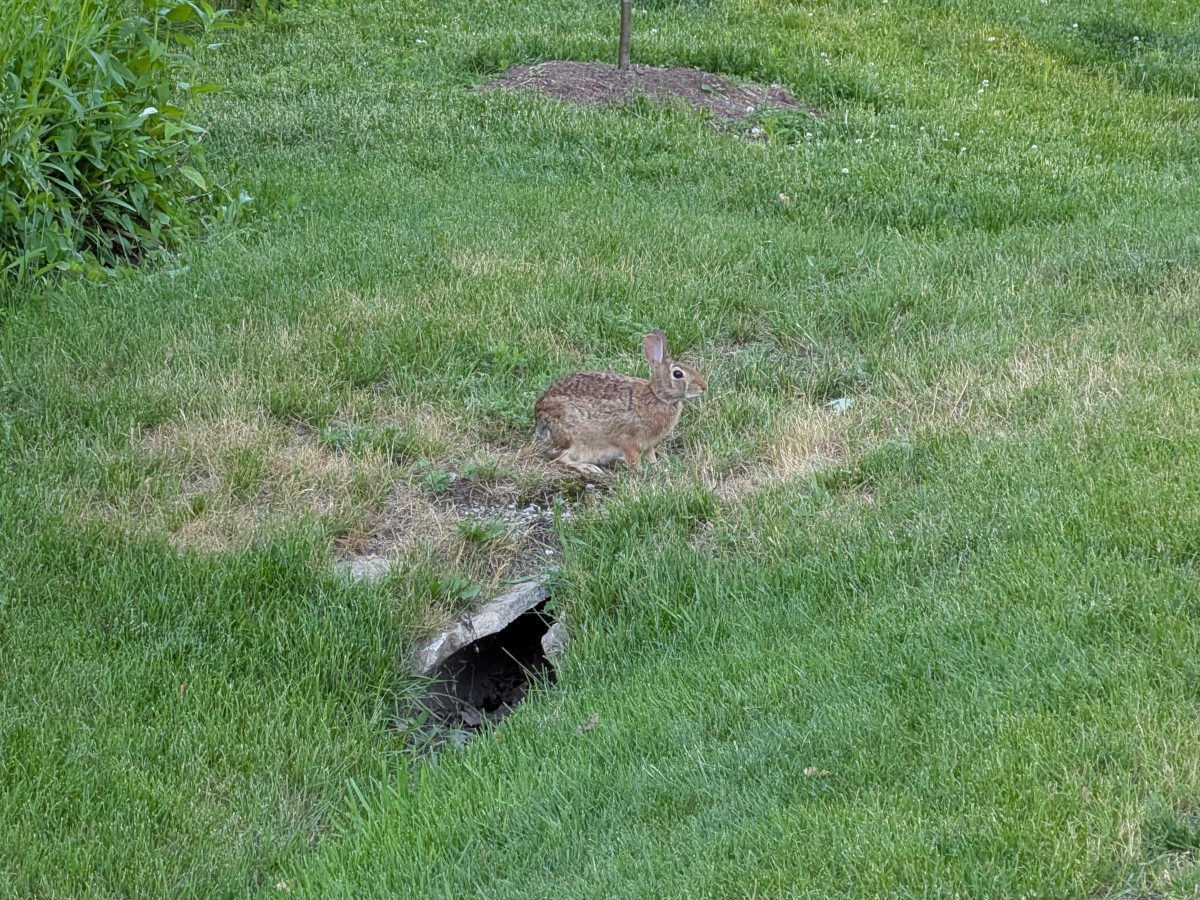 Wild rabbit sitting on grass with a small drain pipe underneath